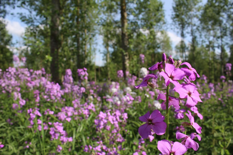 inheemse-plantenlijsten-Hesperis matronalis-damastbloem-natuurlijke-borderontwerpen